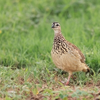 Frankolin czubaty - Dendroperdix sephaena - Crested Francolin