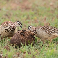 Frankolin czubaty - Dendroperdix sephaena - Crested Francolin