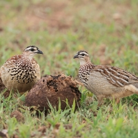 Frankolin czubaty - Dendroperdix sephaena - Crested Francolin