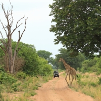 Droga do parku Savuti
