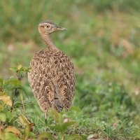 Dropik rdzawoczuby - Lophotis ruficrista - Red-crested korhaan