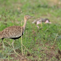Dropik rdzawoczuby - Lophotis ruficrista - Red-crested korhaan