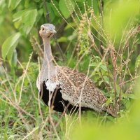 Dropik rdzawoczuby - Lophotis ruficrista - Red-crested korhaan
