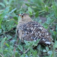 Stepówka dwuwstęgowa - Pterocles bicinctus - Double-banded Sandgrouse