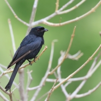 Dziwogon żałobny - Dicrurus adsimilis - Fork-tailed Drongo