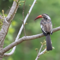Toko buszmeński - Tockus rufirostris - Southern red-billed hornbill