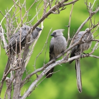 Hałaśnik szary - Corythaixoides concolor - Grey Go-away-bird