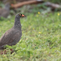 Szponiastonóg krasnodzioby - Pternistis adspersus - Red-billed Francolin