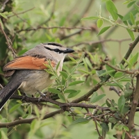 Czagra brązowołbista - Tchagra australis - Brown-crowned Tchagra