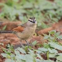 Czagra brązowołbista - Tchagra australis - Brown-crowned Tchagra