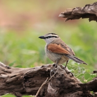 Czagra brązowołbista - Tchagra australis - Brown-crowned Tchagra