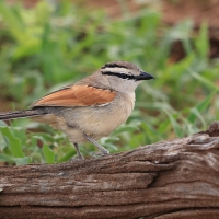 Czagra brązowołbista - Tchagra australis - Brown-crowned Tchagra
