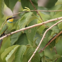 Żołna widłosterna - Merops hirundineus - Swallow-tailed Bee-eater