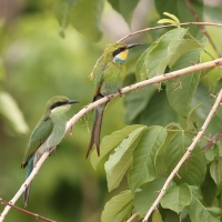 Żołna widłosterna - Merops hirundineus - Swallow-tailed Bee-eater