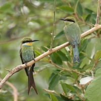 Żołna widłosterna - Merops hirundineus - Swallow-tailed Bee-eater