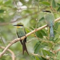Żołna widłosterna - Merops hirundineus - Swallow-tailed Bee-eater