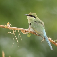 Żołna widłosterna - Merops hirundineus - Swallow-tailed Bee-eater