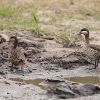 Srebrzanka czerwonodzioba - Anas erythrorhyncha - Red-billed Teal