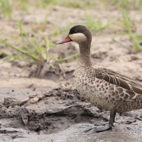 Srebrzanka czerwonodzioba - Anas erythrorhyncha - Red-billed Teal