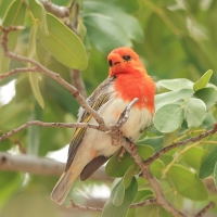 Wikłacz czerwonogłowy - Anaplectes rubriceps - Red-headed Weaver