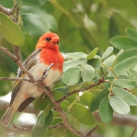 Wikłacz czerwonogłowy - Anaplectes rubriceps - Red-headed Weaver