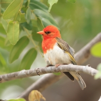 Wikłacz czerwonogłowy - Anaplectes rubriceps - Red-headed Weaver