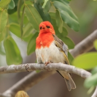 Wikłacz czerwonogłowy - Anaplectes rubriceps - Red-headed Weaver