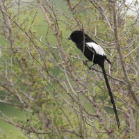 Dzierzba srokata - Lanius melanoleucus - Magpie Shrike