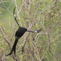 Dzierzba srokata - Lanius melanoleucus - Magpie Shrike