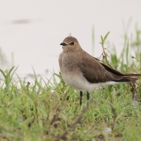 Żwirowiec stepowy - Glareola nordmanni - Black-winged pratincole