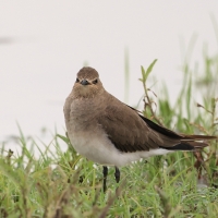 Żwirowiec stepowy - Glareola nordmanni - Black-winged pratincole