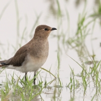 Żwirowiec stepowy - Glareola nordmanni - Black-winged pratincole