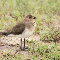 Żwirowiec stepowy - Glareola nordmanni - Black-winged pratincole