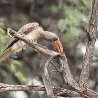 Toko ciemny - Lophoceros bradfieldi - Bradfield's hornbill