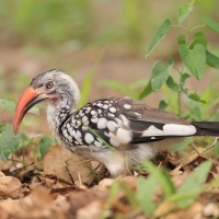 Toko buszmeński - Tockus rufirostris - Southern red-billed hornbill