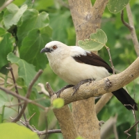 Tymal dwubarwny - Turdoides bicolor - Southern Pied Babble