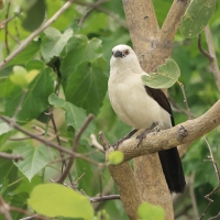 Tymal dwubarwny - Turdoides bicolor - Southern Pied Babble