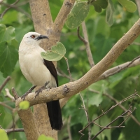 Tymal dwubarwny - Turdoides bicolor - Southern Pied Babble