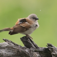 Wróbel blady - Passer diffusus - Southern Grey-headed Sparrow