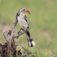 Toko buszmeński - Tockus rufirostris - Southern red-billed hornbill