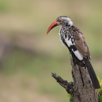 Toko buszmeński - Tockus rufirostris - Southern red-billed hornbill