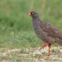 Szponiastonóg krasnodzioby - Pternistis adspersus - Red-billed Francolin