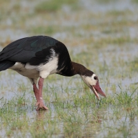 Gęsiec - Plectropterus gambensis - Spur-winged Goose