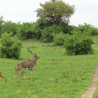 Kudu w Savuti
