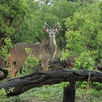 Kudu wielkie