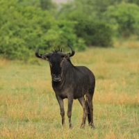 Gnu pregowane