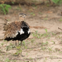 Dropik rdzawoczuby - Lophotis ruficrista - Red-crested korhaan