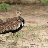 Dropik rdzawoczuby - Lophotis ruficrista - Red-crested korhaan