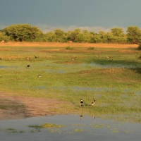 Savuti