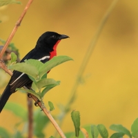 Dzierzyk purpurowy - Laniarius atrococcineus - Crimson-breasted Gonolek